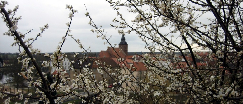 2016-märz-blueten-stadt-kirche-IMG_2751