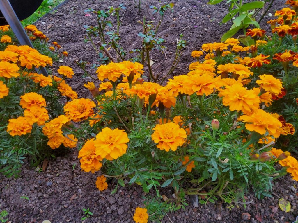 Tagetes.