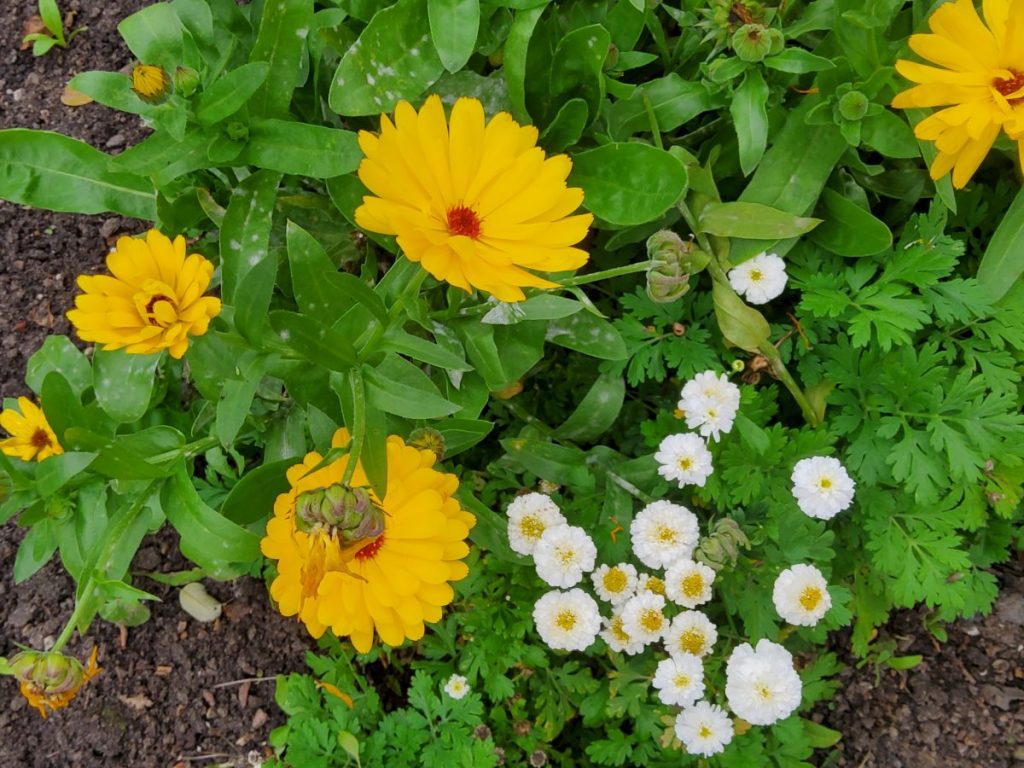 Ringelblume.