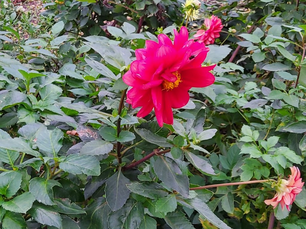 Havelberg Klostergarten am Dom - Dahlienblüte