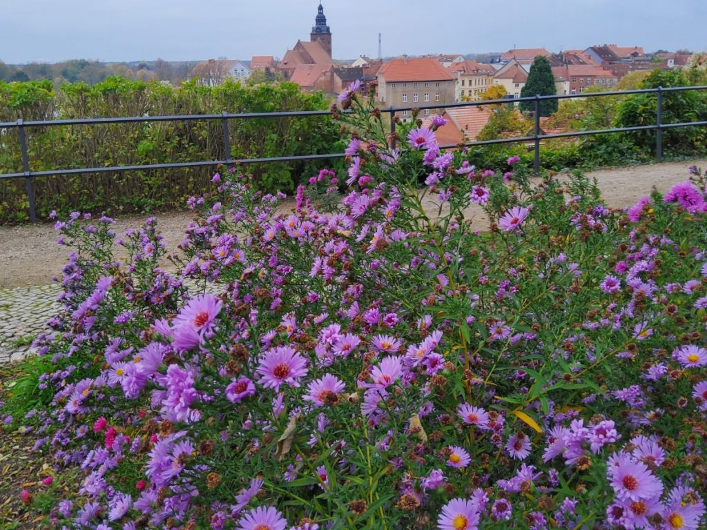 Havelberg: Klostergarten am Dom mit Herbstastern.
